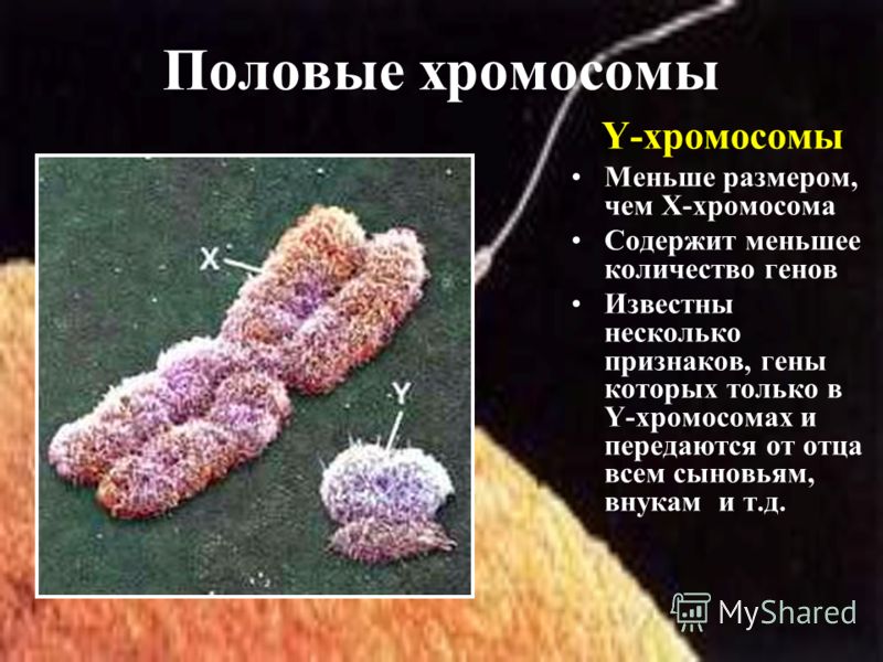 Y-хромосомы Меньше размером, чем Х-хромосома Содержит меньшее количество генов Известны несколько признаков, гены которых только в Y-хромосомах и передаются от отца всем сыновьям, внукам и т.д. Половые хромосомы