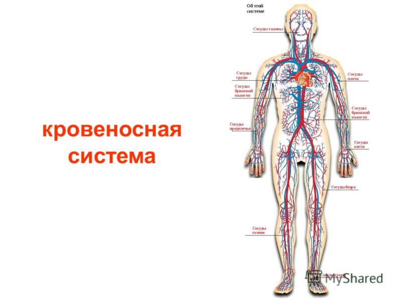 кровеносные сосуды на груди кровеносные сосуды на груди