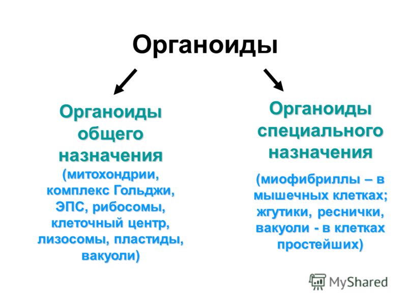 Органоиды клетки содержащие наследственную информацию список - TouristMaps.ru