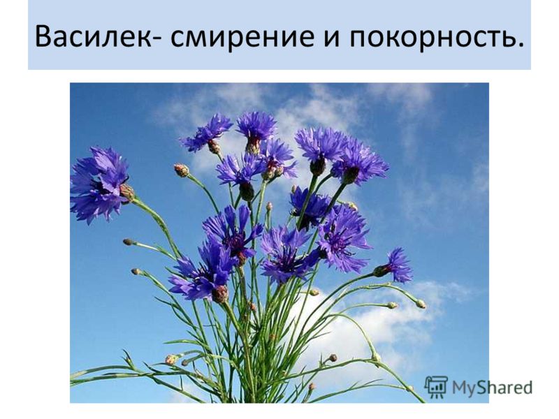 О чем говорят цветы. Георгины / Здесь вы найдете все о цветах Язык цветов- какие скрытые послания и пожелания несет в себе