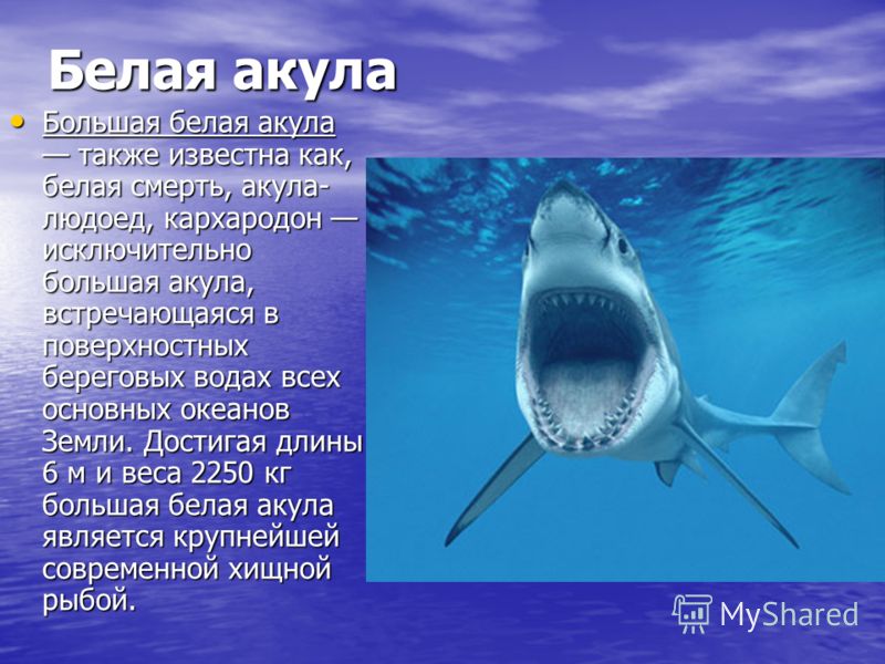Белая акула Большая белая акула также известна как, белая смерть, акула- людоед, кархародон исключительно большая акула, встречающаяся в поверхностных береговых водах всех основных океанов Земли. Достигая длины 6 м и веса 2250 кг большая белая акула 