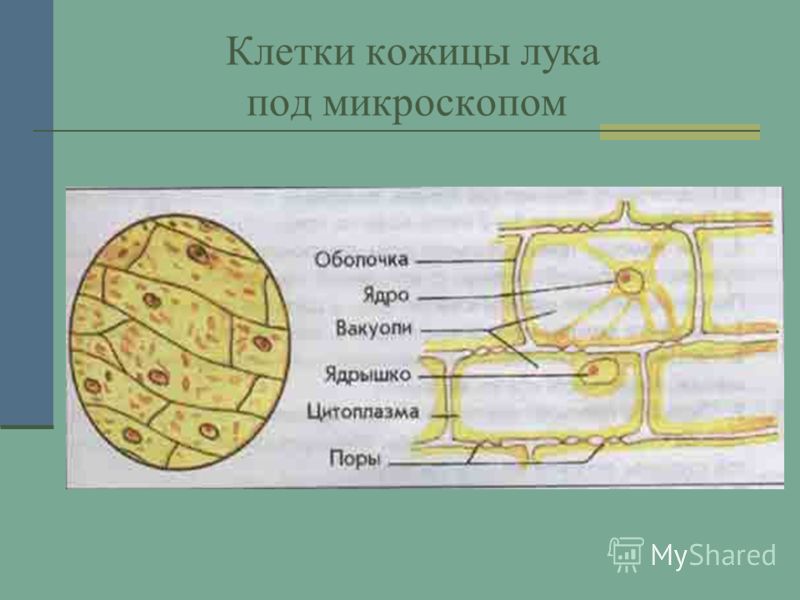 фото кожица лука под микроскопом онлайн
