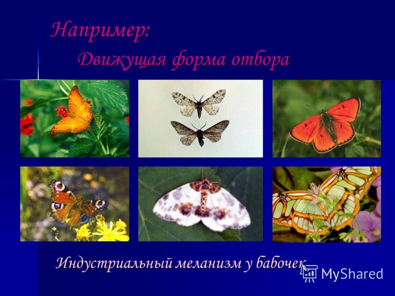 Например: Движущая форма отбора Индустриальный меланизм у бабочек