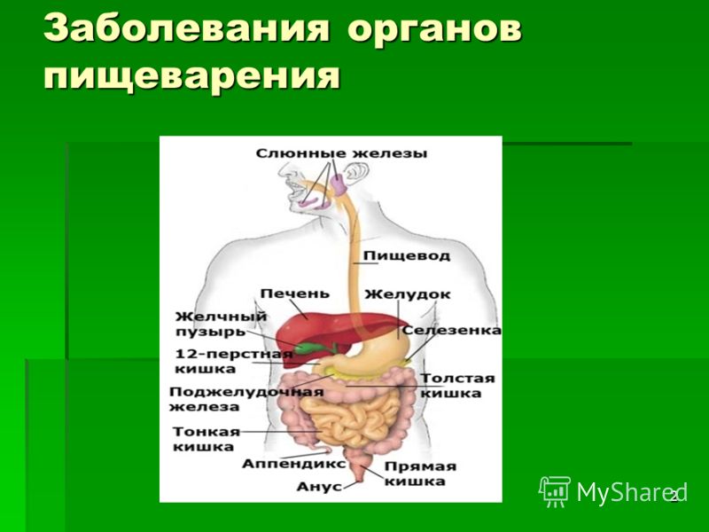 Презентация к уроку органы пищеварения 8 класс
