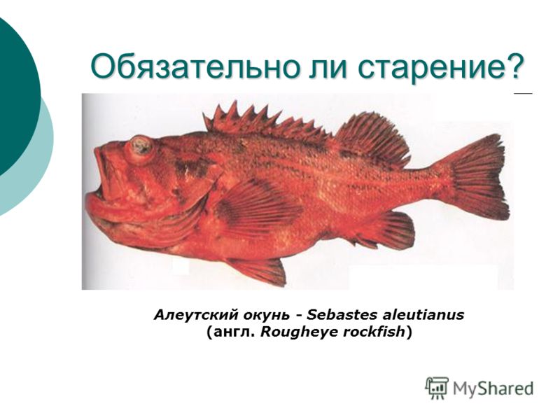 Обязательно ли старение? Алеутский окунь - Sebastes aleutianus (англ. Rougheye rockfish)