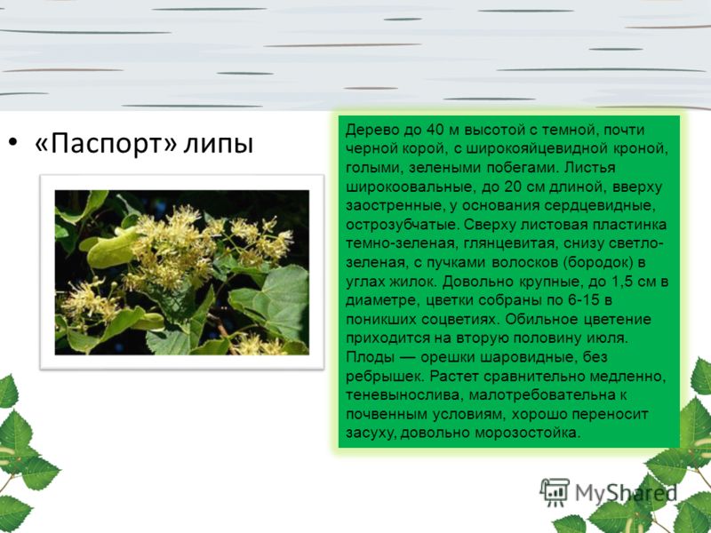 Как сделать паспорт дерева 2 класс Как сделать паспорт дерева 2 класс
