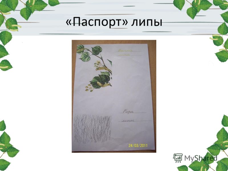 Как сделать паспорт дерева 2 класс Как сделать паспорт дерева 2 класс
