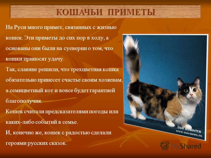 Приметы или суеверия связанные с кошками Приметы или суеверия связанные с кошками