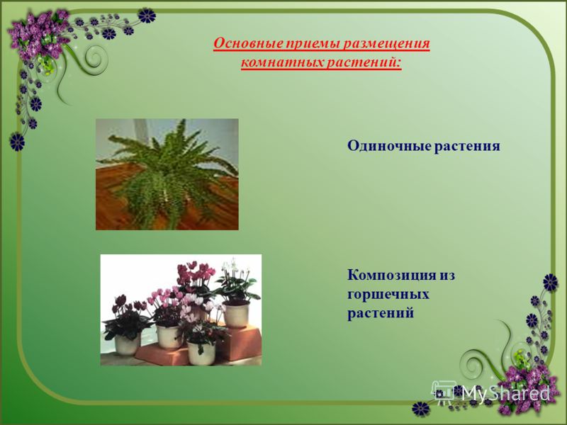 Основные приемы размещения комнатных растений: Одиночные растения Композиция из горшечных растений