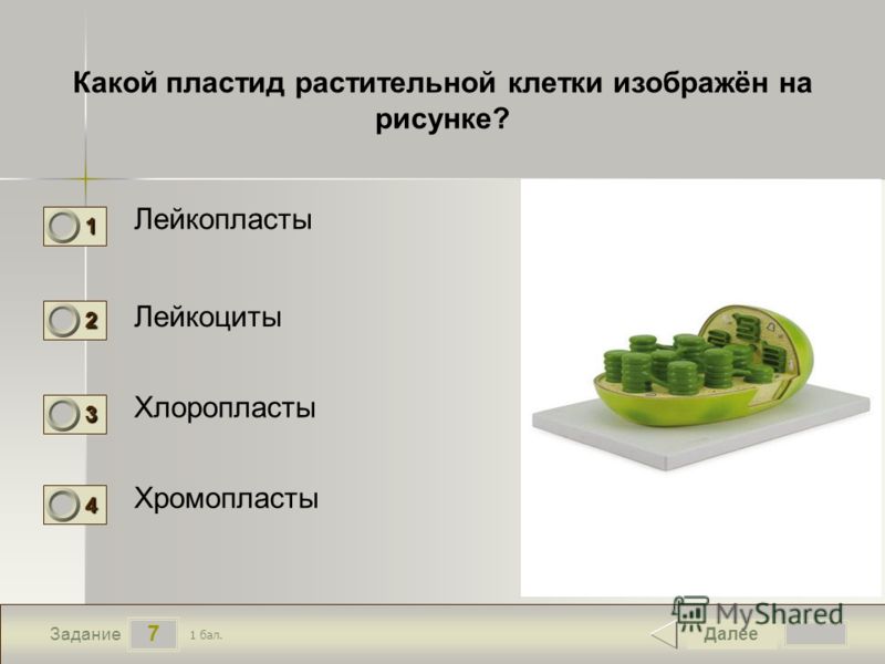 На каком рисунке изображён органоид в котором происходит окисление На каком рисунке изображён органоид в котором происходит окисление