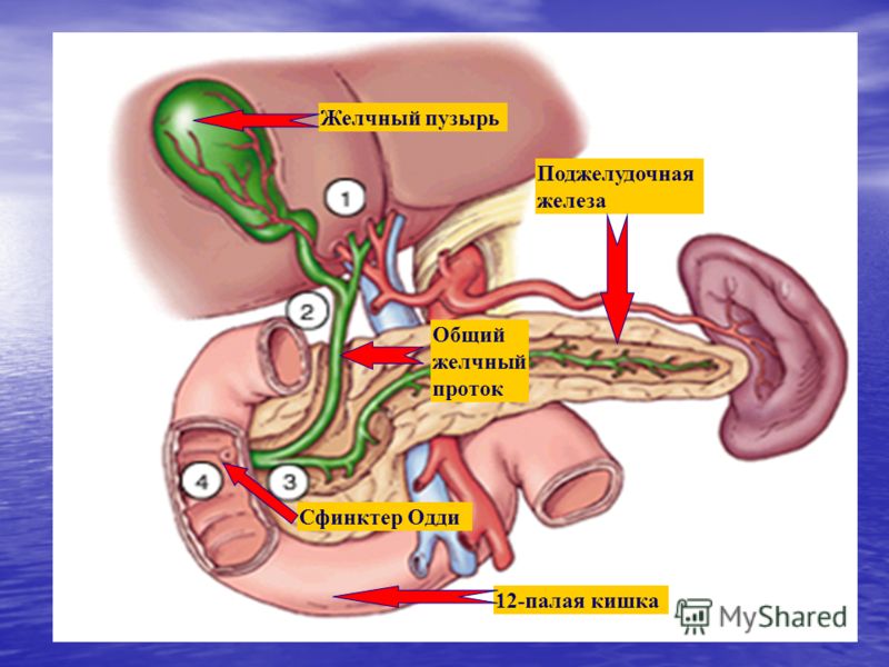 Катя Кишке Порно