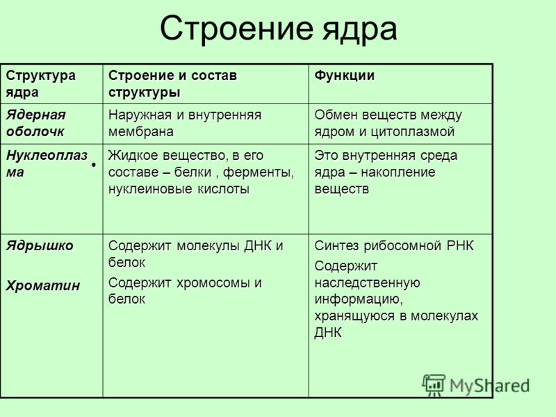 Строение клеток эукариотов схема Строение клеток эукариотов схема