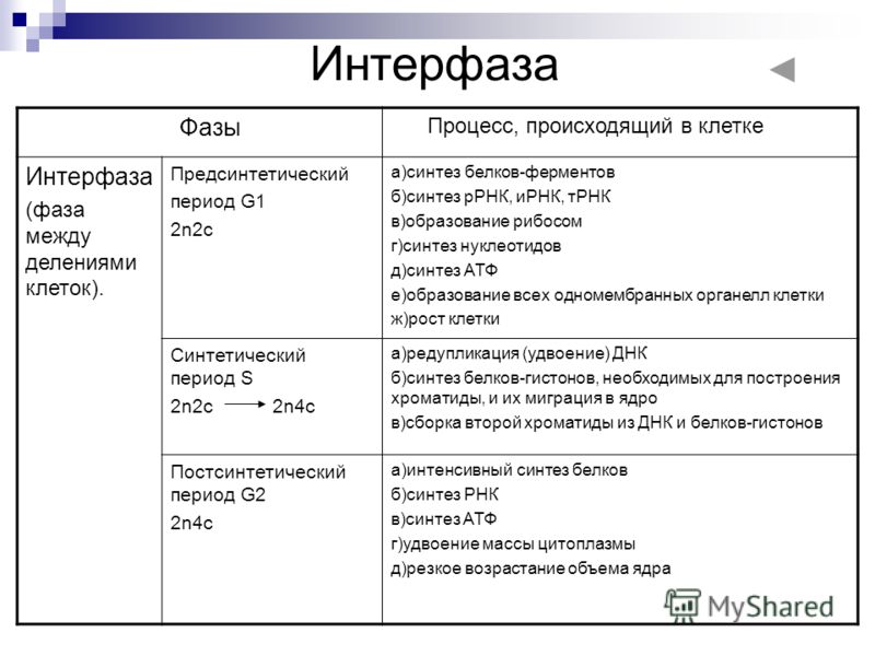 Деление клетки. Митоз