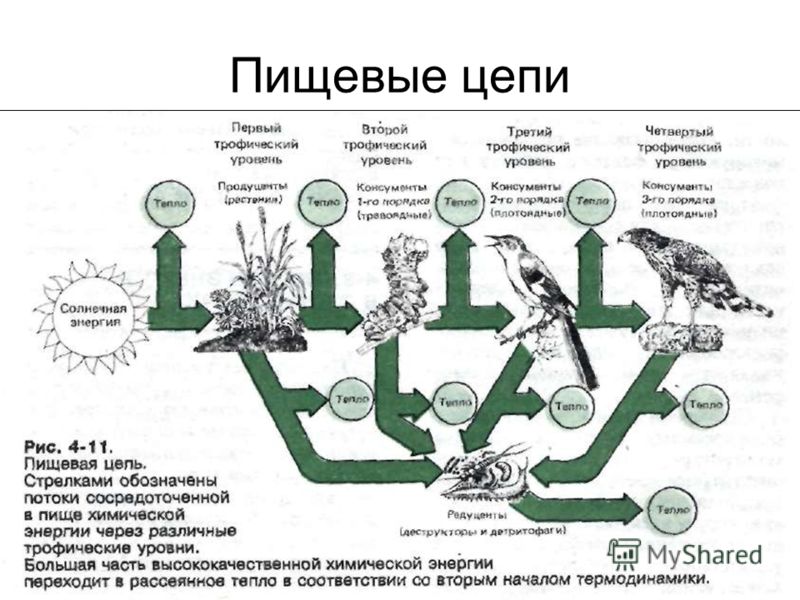 Пищевая цепь в природе картинки Пищевая цепь в природе картинки