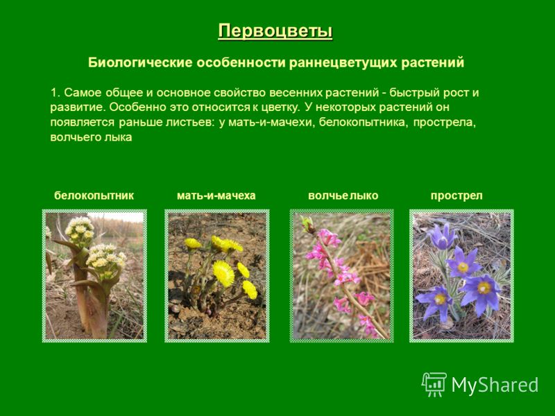 Учебник по экологии растений 6 класс с картинками