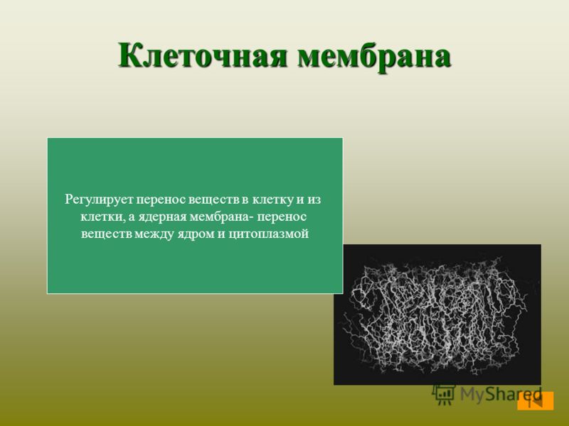 Презентация Клеточная Мембрана