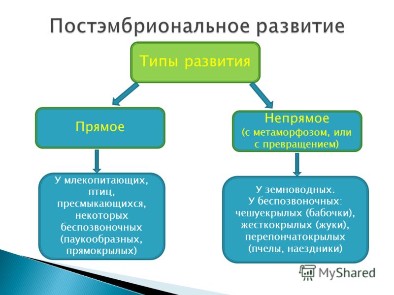 Скачать Презентацию Бабочки 1 Класс