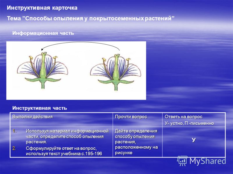 Общая характеристика подцарства высшие растения - презентация, доклад, проект ск