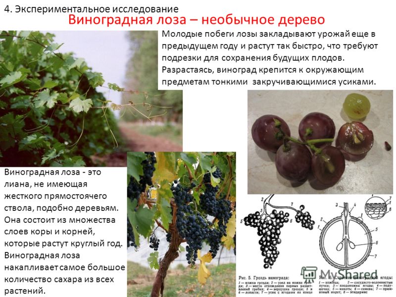 Лоза винограда стих Лоза винограда стих