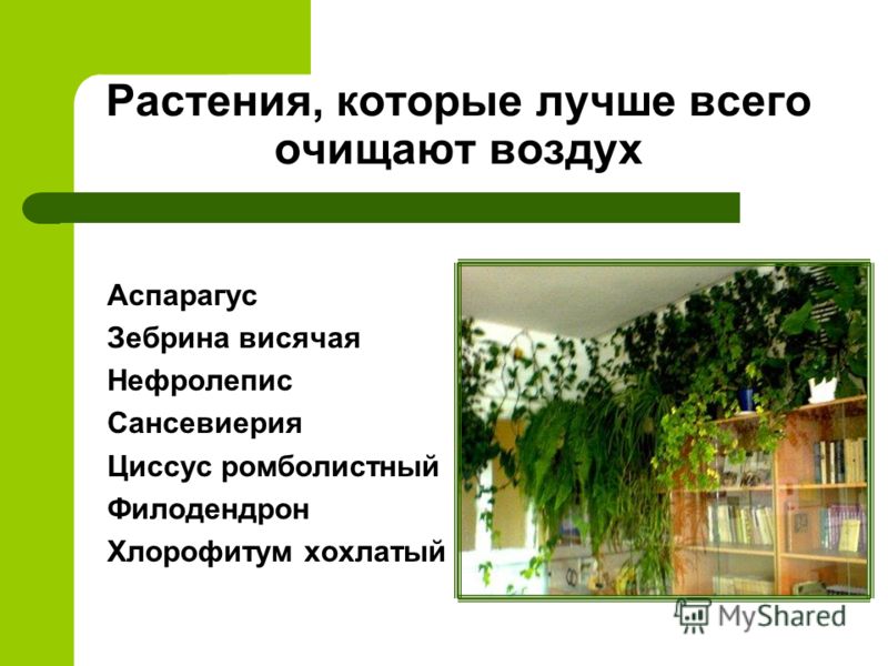 Циссус ромболистный Cissus rhombifolia YouTube