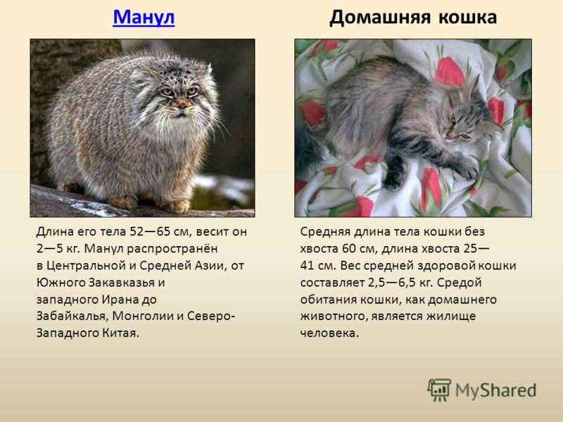 Манул в домашних условиях фото 477 Манул в домашних условиях фото 192