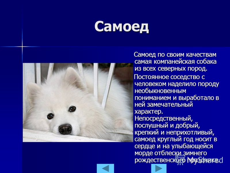 Все о самоеде уход Все о самоеде уход