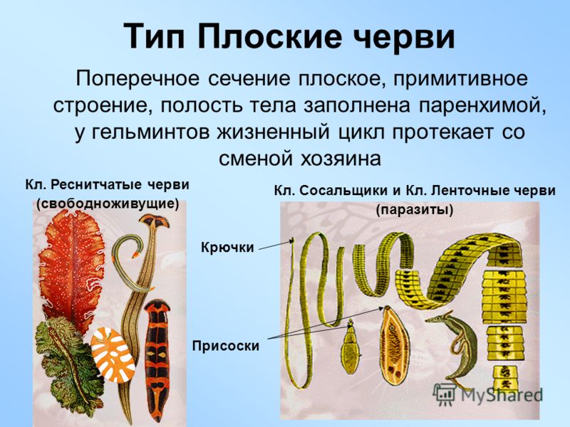 Доклад по биологии 7 класс плоские черви скачать с фотографиями