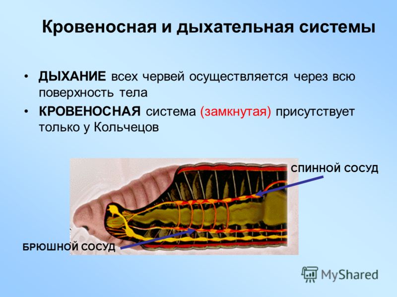 от круглых паразитов средство от круглых паразитов средство