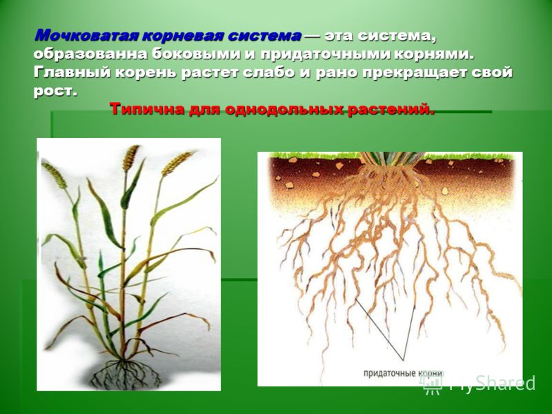 Мочковатая корневая система строение примеры растений