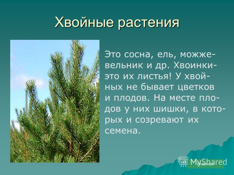 Растения у которых не бывает плодов Растения у которых не бывает плодов