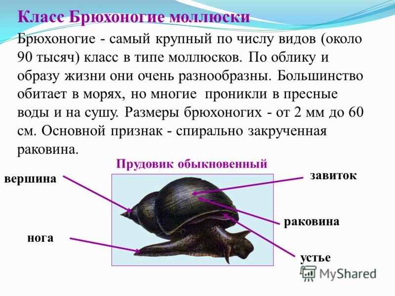 Конспект урока с презентацией по биологии 7 класс тема класс брюхоногие моллюски