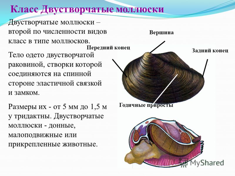 Урок по теме класс двустворчатые моллюски