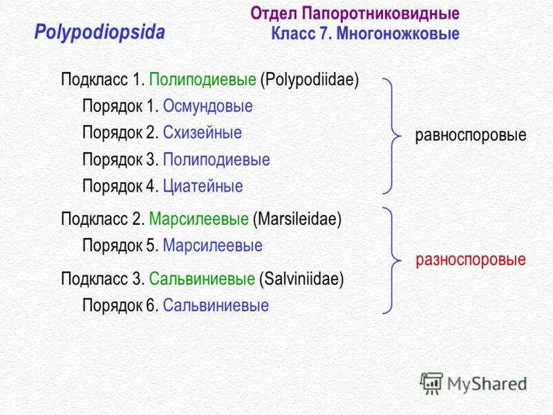 Условия выращивания орхидей в домашних условиях Условия выращивания орхидей в домашних условиях