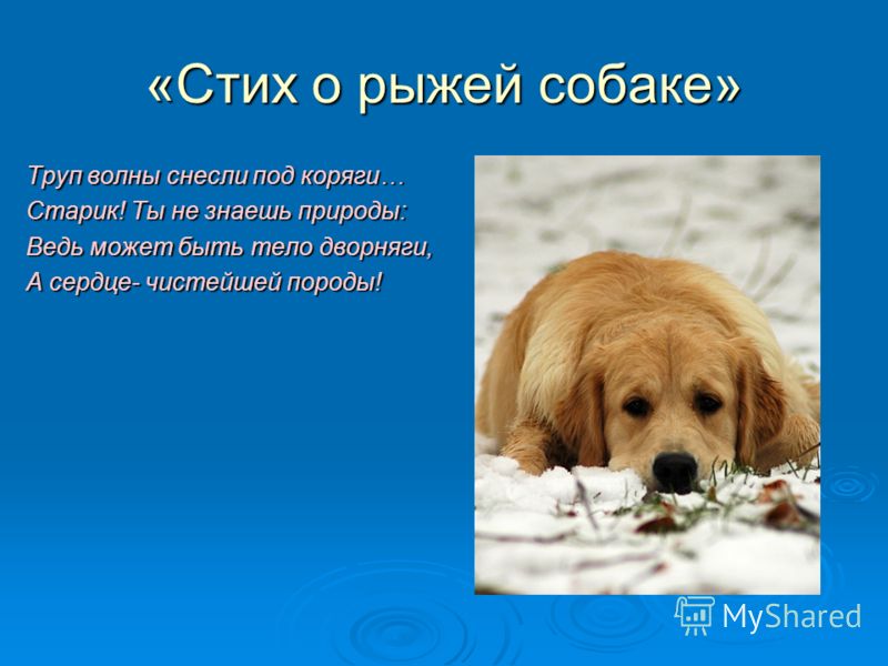 Стих мы уже студенты Стих мы уже студенты