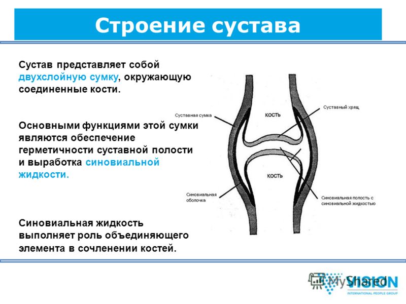 Какое значение имеют суставы 154