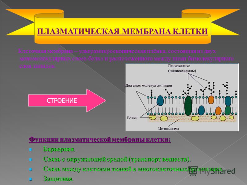 Презентация Клеточная Мембрана
