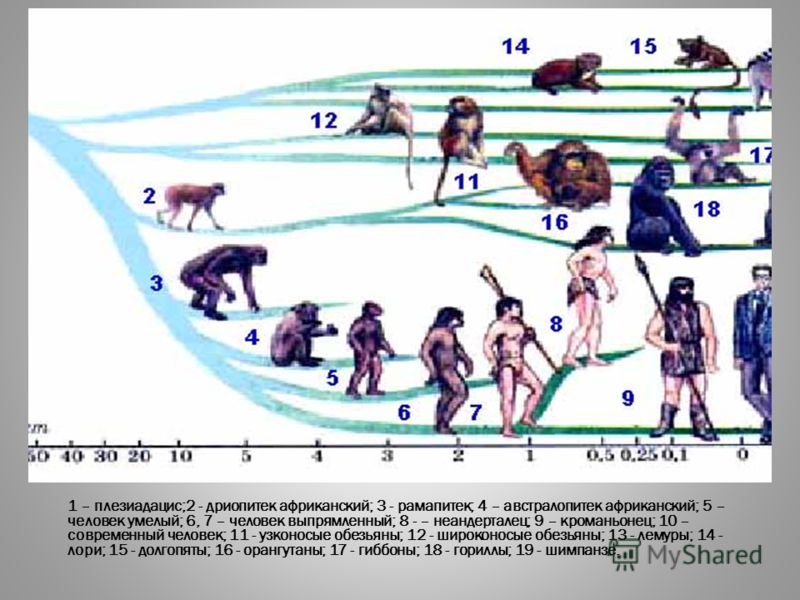 1 – плезиадацис;2 - дриопитек африканский; 3 - рамапитек; 4 – австралопитек африканский; 5 – человек умелый; 6, 7 – человек выпрямленный; 8 - – неандерталец; 9 – кроманьонец; 10 – современный человек; 11 - узконосые обезьяны; 12 - широконосые обезьян