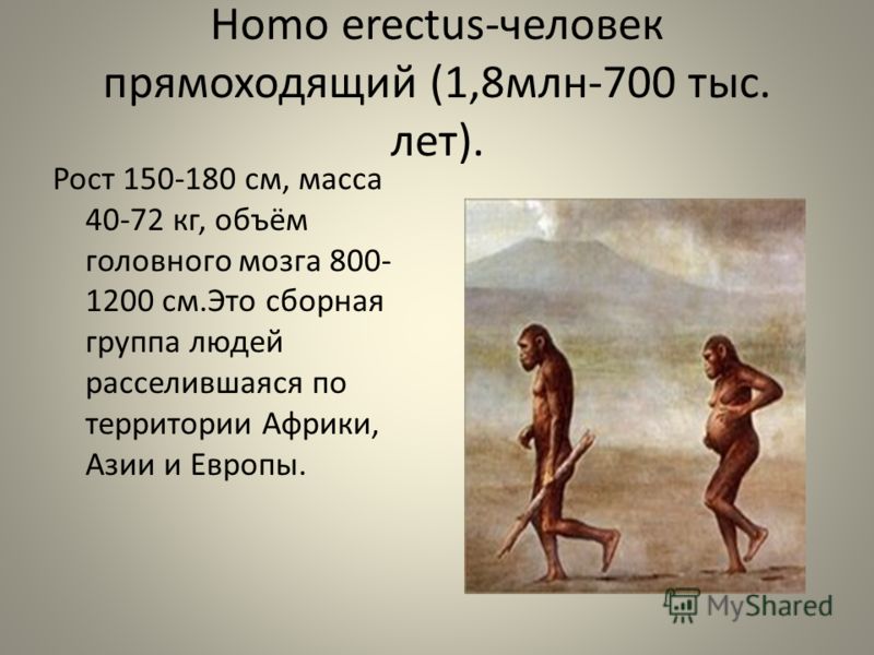 Homo erectus-человек прямоходящий (1,8млн-700 тыс. лет). Рост 150-180 см, масса 40-72 кг, объём головного мозга 800- 1200 см.Это сборная группа людей расселившаяся по территории Африки, Азии и Европы.