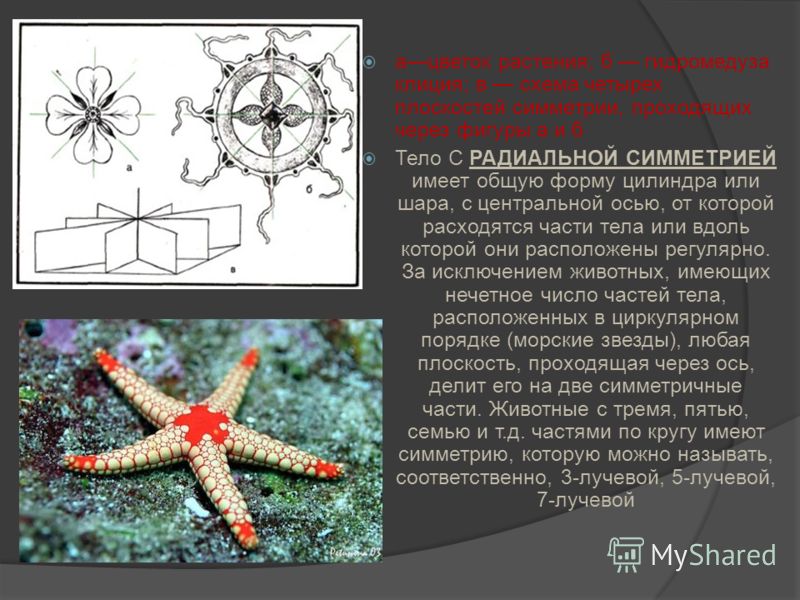 ацветок растения; б гидромедуза клиция; в схема четырех плоскостей симметрии, проходящих через фигуры а и б Тело С РАДИАЛЬНОЙ СИММЕТРИЕЙ имеет общую форму цилиндра или шара, с центральной осью, от которой расходятся части тела или вдоль которой они р