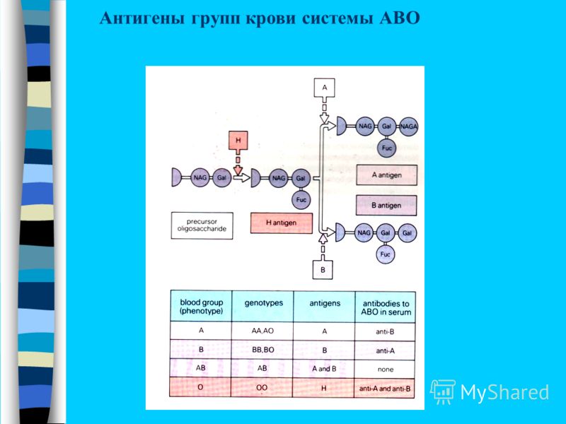 Антигены групп крови системы АВО