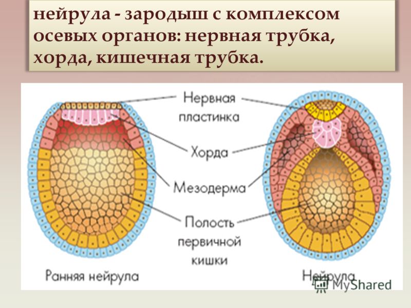 нейрула - зародыш с комплексом осевых органов: нервная трубка, хорда, кишечная трубка.