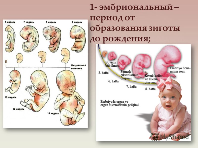 1- эмбриональный – период от образования зиготы до рождения;