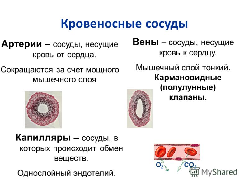 Кровеносные сосуды Артерии – сосуды, несущие кровь от сердца. Сокращаются за счет мощного мышечного слоя Вены – сосуды, несущие кровь к сердцу. Мышечный слой тонкий. Кармановидные (полулунные) клапаны. Капилляры – сосуды, в которых происходит обмен в