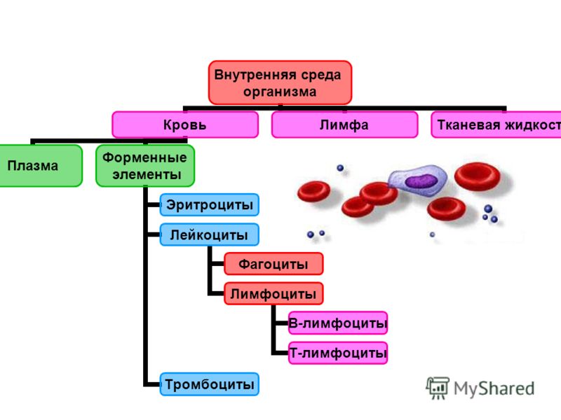 Внутренняя среда организма Кровь Плазма Форменные элементы Эритроциты Лейкоциты Фагоциты Лимфоциты В-лимфоциты Т-лимфоциты Тромбоциты Лимфа Тканевая жидкость