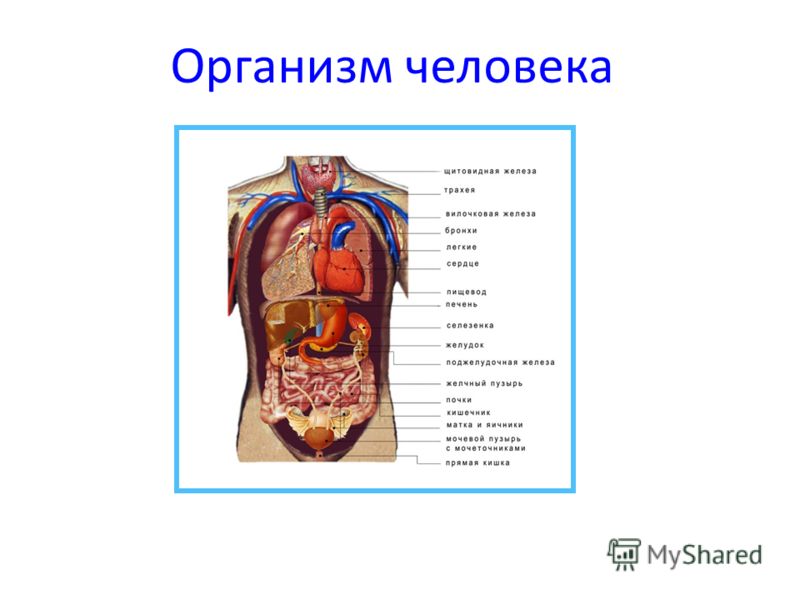 Человеческий Организм Фото Где Что Находится