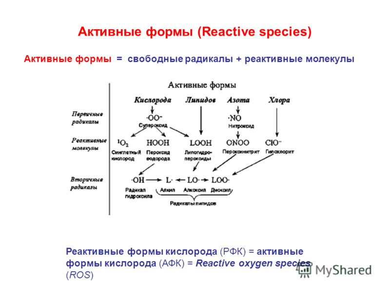 Активные формы (Reactive species) Активные формы = свободные радикалы + реактивные молекулы Реактивные формы кислорода (РФК) = активные формы кислорода (АФК) = Reactive oxygen species (ROS)