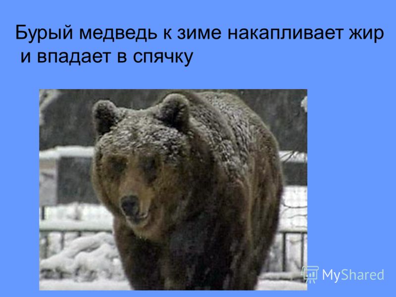 Бурый медведь к зиме накапливает жир и впадает в спячку