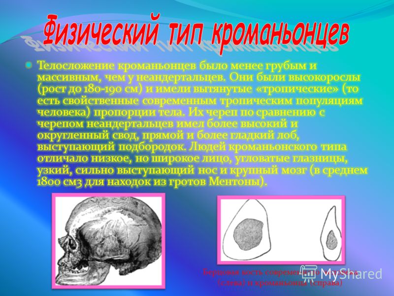 Берцовая кость современного человека (слева) и кроманьонца (справа)