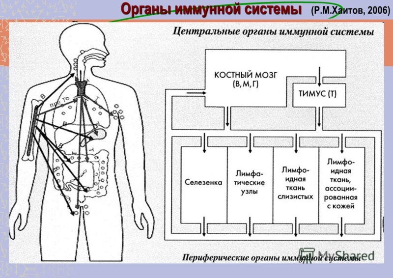 Органы иммунной системы Органы иммунной системы (Р.М.Хаитов, 2006)