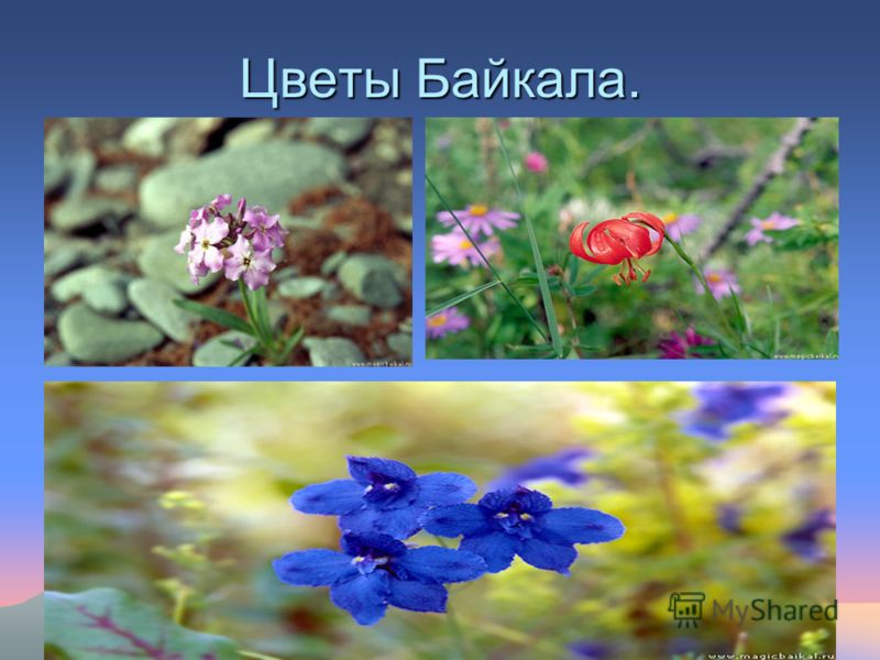 Цветы Байкала.